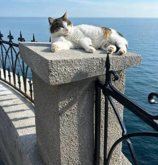 Кошка Муся выжила Кошка Муся выжила