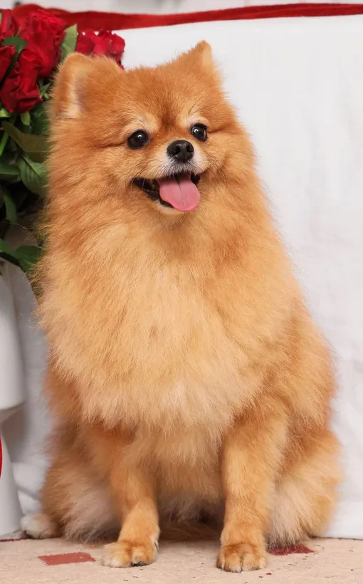 Шпиц умер в ветеринарной клинике