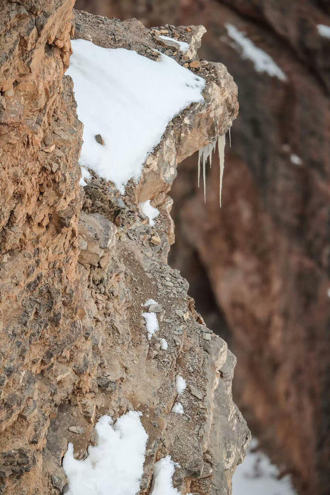 Test for the biggest eyes: where was the snow leopard hiding?