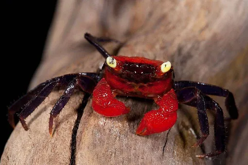 «Краб-дьявол»