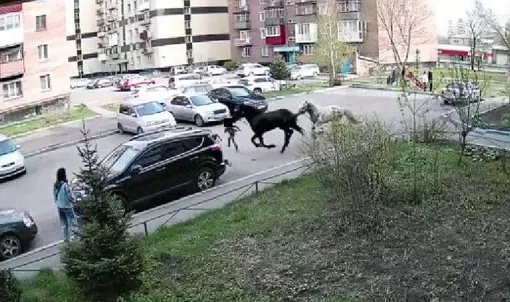Два сбежавших с выпаса коня проскакали по дворам Новокузнецка Два сбежавших с выпаса коня проскакали по дворам Новокузнецка