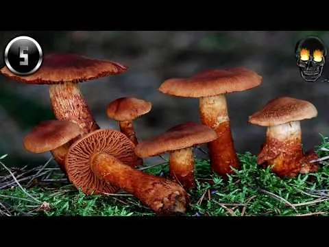 Нажми и смотри Нажми и смотри