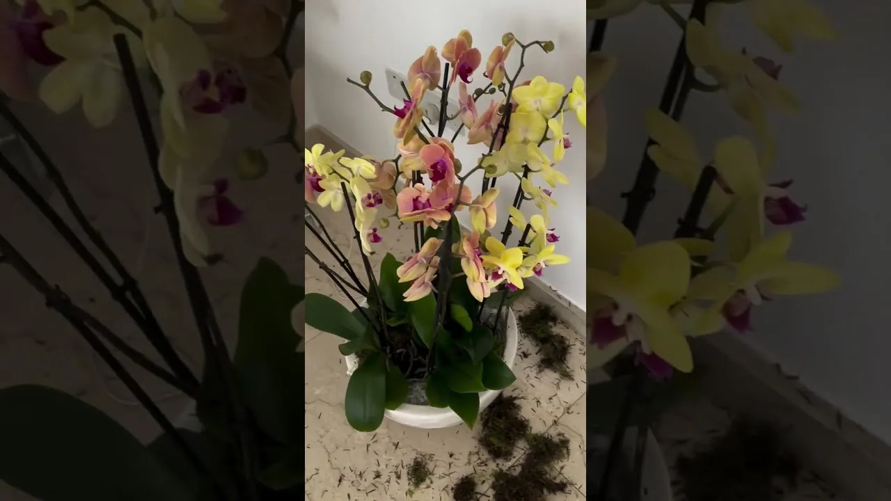 Нажми и смотри Нажми и смотри