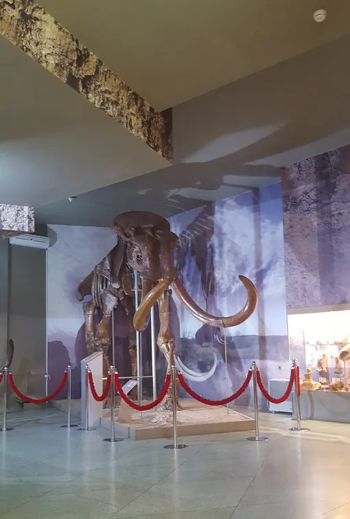 Скелет степного мамонта что посмотреть в Ростове-на-Дону