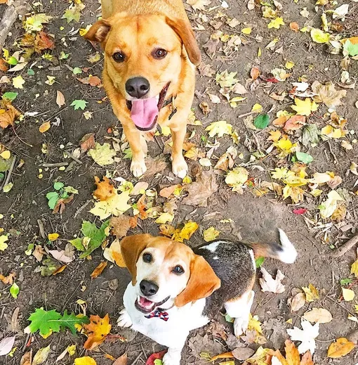 Собаки Меган Маркл