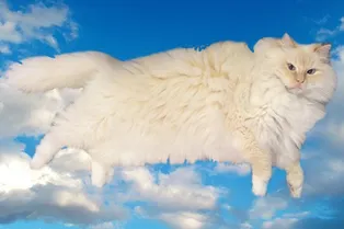 Кот-облако стал новой звездой Интернета