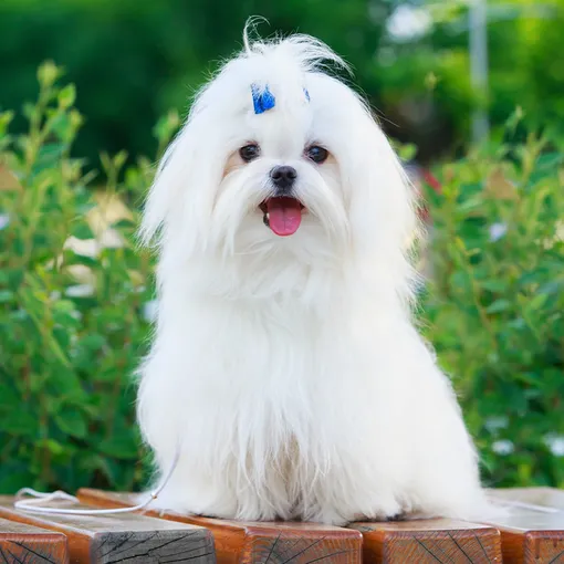 гипоаллергенные собаки мальтийская болонка