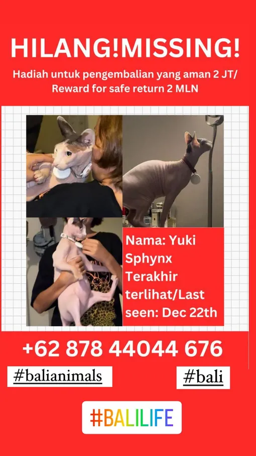 Айза уверена, что кошку украли с целью выкупа Айза уверена, что кошку украли с целью выкупа