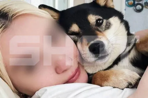 Акита искусала лицо и руки 46-летней женщины в Подмосковье, а ее собак разорвала насмерть Акита искусала лицо и руки 46-летней женщины в Подмосковье, а ее собак разорвала насмерть