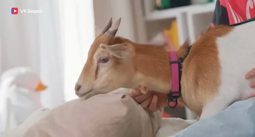 Оксана Самойлова и Джиган завели новую козу, которую назвали Мими-2 Оксана Самойлова и Джиган завели новую козу, которую назвали Мими-2