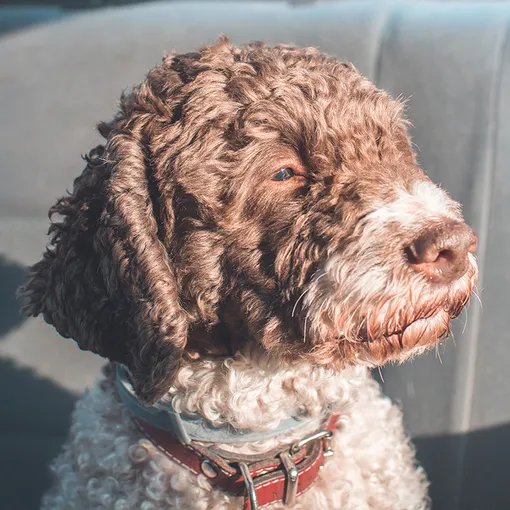 лаготто-романьоло гипоаллергенные собаки
