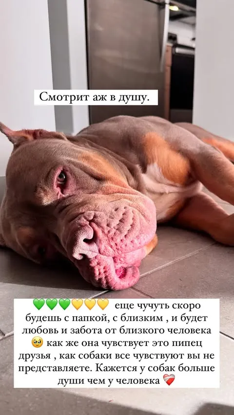Бу затосковал после смерти хозяина Бу затосковал после смерти хозяина