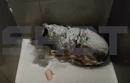 Додобоня живет около пиццерии Додобоня живет около пиццерии