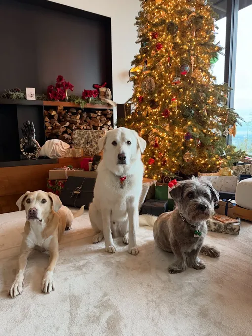 Дженнифер Энистон запечатлела собак в гостиной