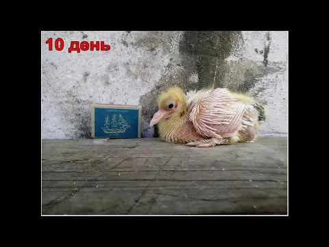 Нажми и смотри Нажми и смотри
