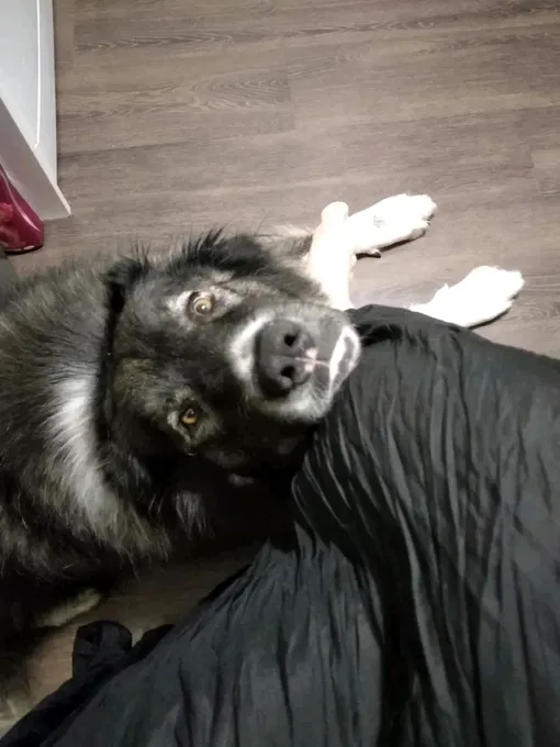 кавказская овчарка в квартире