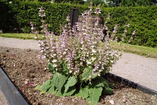 эфирные масла для волос эфирные масла для волос