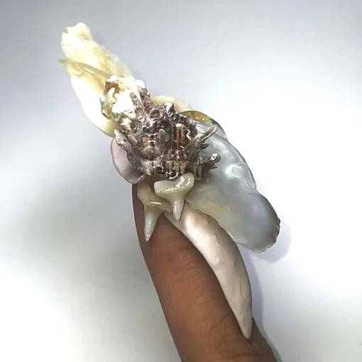 маникюр соджин о маникюр соджин о