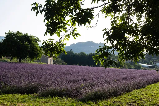 Lancôme приобрел историческое поместье Domaine de la Rose во французском Грасе