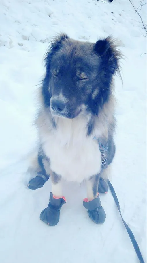 кавказская овчарка в квартире