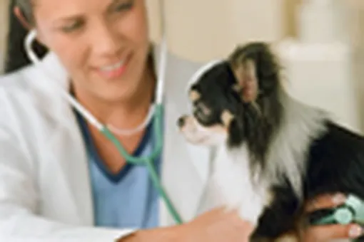 Лапы&уши&хвосты