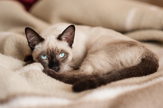 12 Most Popular Cat Breeds That Make Ideal Companions and Pets 12 Most Popular Cat Breeds That Make Ideal Companions and Pets