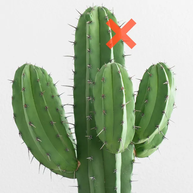 Эти вещи ни в коем случае нельзя хранить дома: рассказывает эксперт Васту