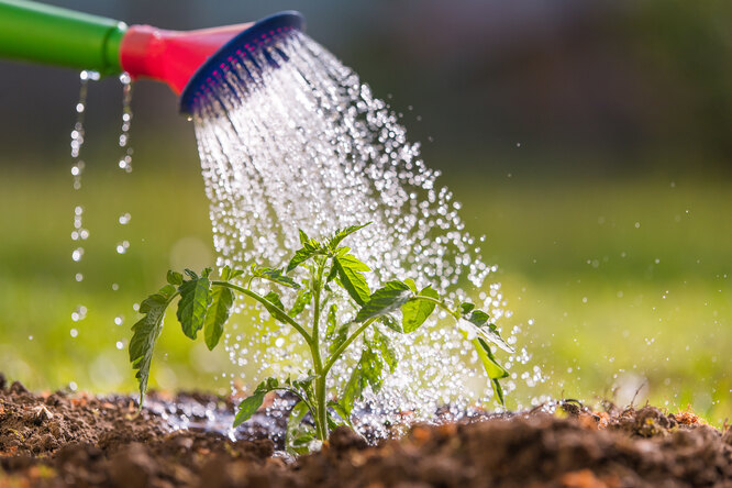 what not to do in the garden according to experts
