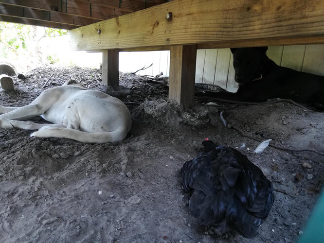Check your visual acuity: find the cat in the photo! Check your visual acuity: find the cat in the photo!