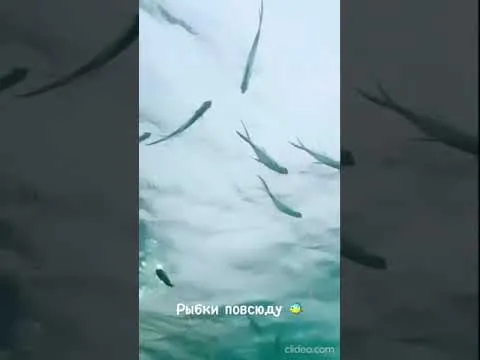 Нажми и смотри