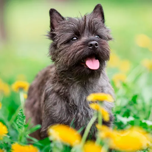 Керн-терьер гипоаллергенные собаки