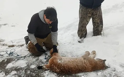 Рысь умерла