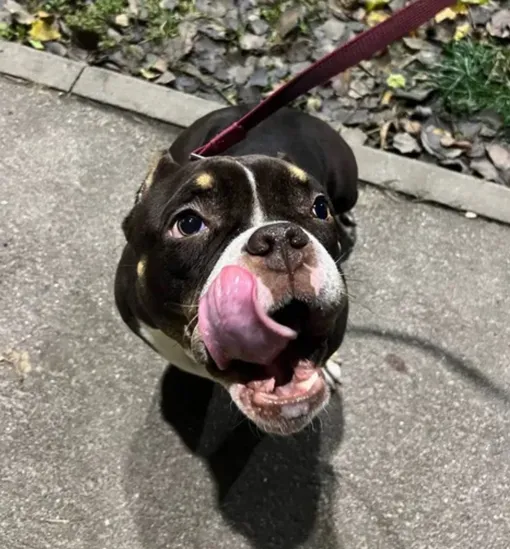 Собака Моны перенесла сильный стресс Собака Моны перенесла сильный стресс