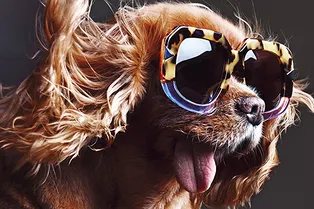 Собачка из Интернета снялась в кампании Karen Walker Собачка из Интернета снялась в кампании Karen Walker