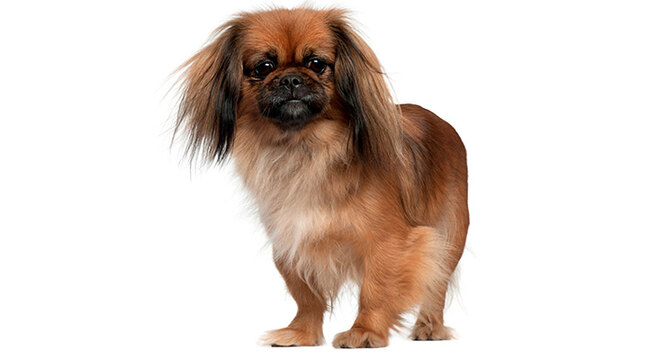 dogs suitable for people over 50