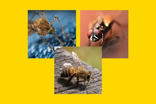 Это насекомое опаснее всего для человека: оно точно залетало к тебе в дом! Это насекомое опаснее всего для человека: оно точно залетало к тебе в дом!