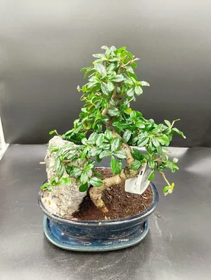 Бонсай кармона в керамической бонсайнице от бренда Margo plants