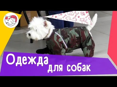 Нажми и смотри