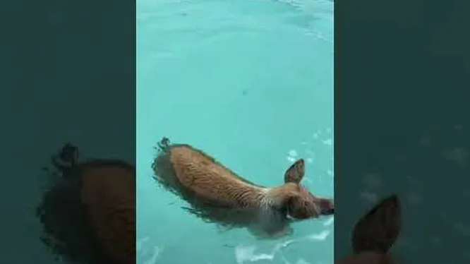 Нажми и смотри