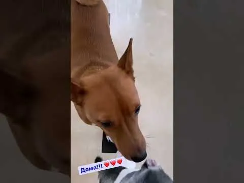 Нажми и смотри