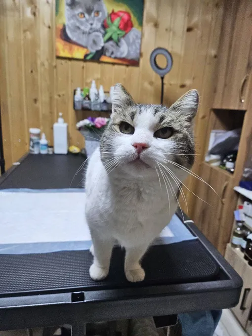 Кошка Муся в ветклинике Кошка Муся в ветклинике