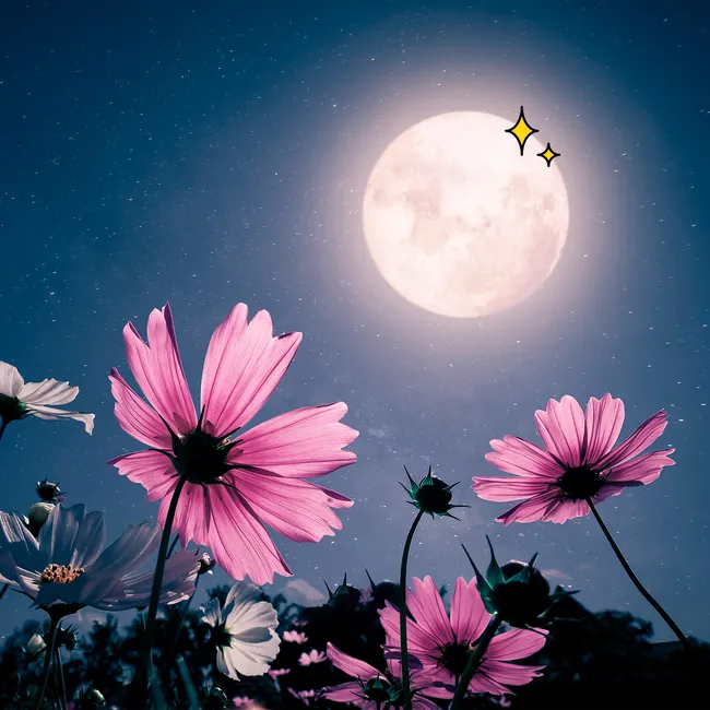 Цветочное полнолуние: как полная Луна в Стрельце 23 мая повлияет на знаки зодиака?