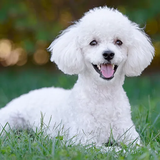 гипоаллергенные собаки пудель