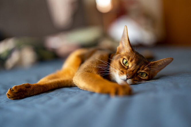10 Most Popular Cat Breeds Suitable for Families Living in Ordinary Apartments