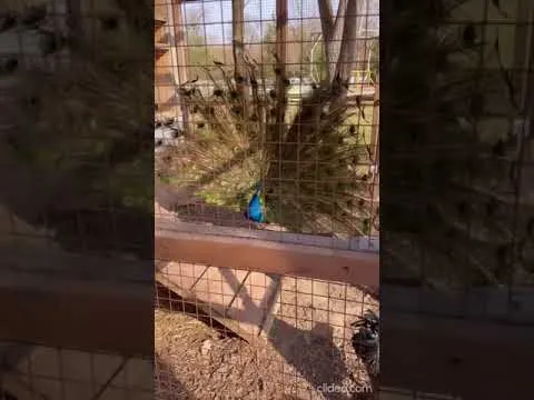 Нажми и смотри