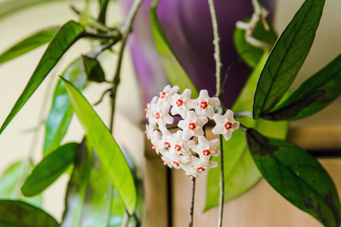 arrange fresh flowers or plants
