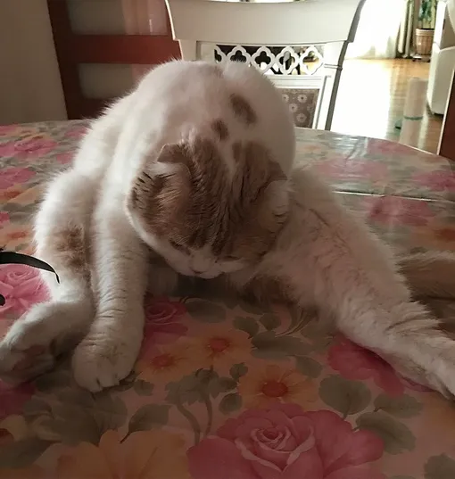 nstagram.com/leratv nstagram.com/leratv