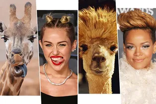 Совсем как люди: эти животные — двойники знаменитостей! Совсем как люди: эти животные — двойники знаменитостей!