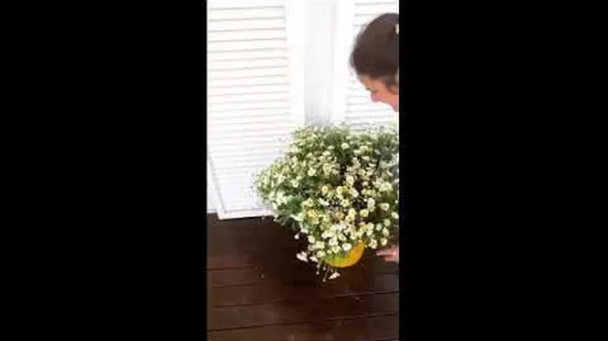 Нажми и смотри Нажми и смотри