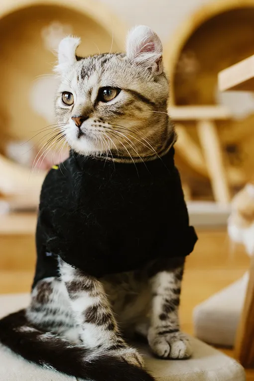 Кошки тоже могут мерзнуть Кошки тоже могут мерзнуть